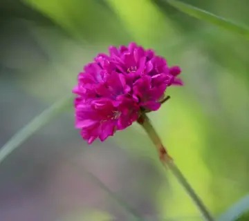 7 hårdføre stauder til sandet jord ved kysten