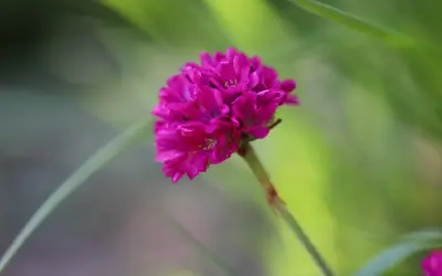 7 hårdføre stauder til sandet jord ved kysten