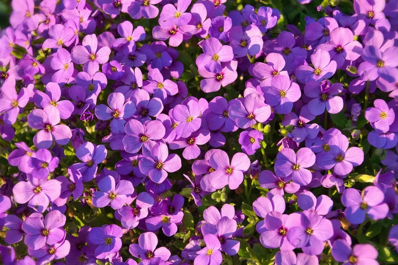 7 robuste bunddækkeplanter mod ukrudt under hækken