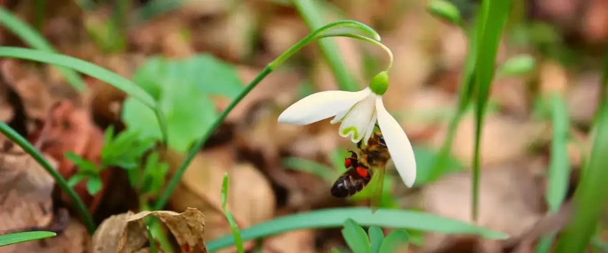 9 tidlige blomsterløg der gavner bier i marts