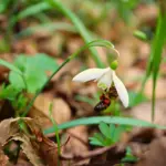 9 tidlige blomsterløg der gavner bier i marts
