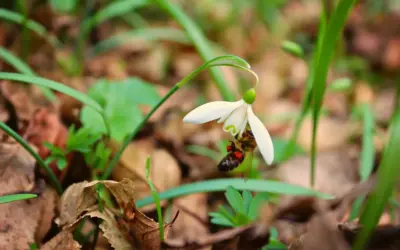 9 tidlige blomsterløg der gavner bier i marts 9 tidlige blomsterløg der gavner bier i marts