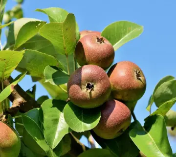 Guide: Sådan espalierer du et æbletræ langs et hegn i en lille have