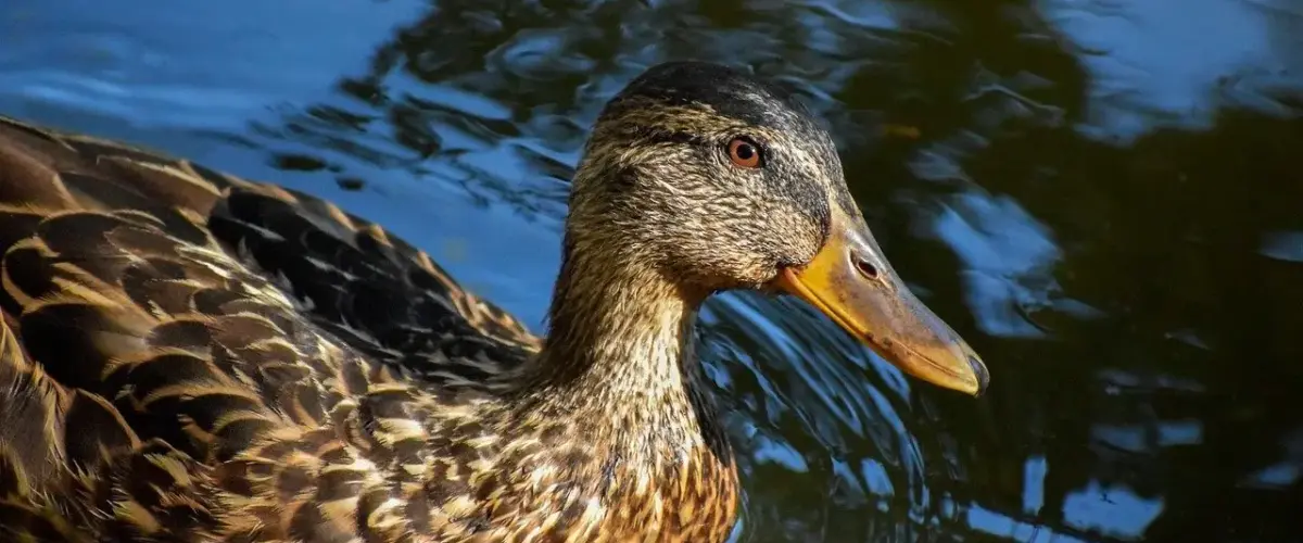 Guides til Nomade krydsord