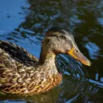 Guides til Nomade krydsord