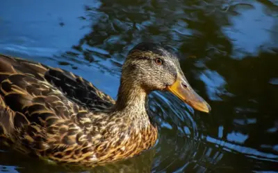 Guides til Nomade krydsord