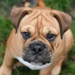 Hvad er en kontinentalseng? Opdag hemmeligheden bag luksuriøs søvn og maksimal komfort