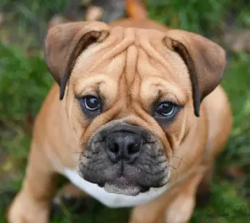 Hvad er en kontinentalseng? Opdag hemmeligheden bag luksuriøs søvn og maksimal komfort