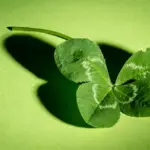 Hvad er grøngødning? Den grønne hemmelighed til sund jord og rig høst