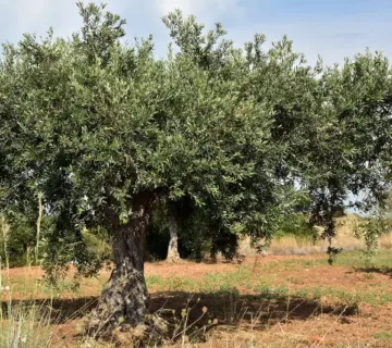 Hvilken jord skal man vælge til et oliventræ i krukke på terrassen?
