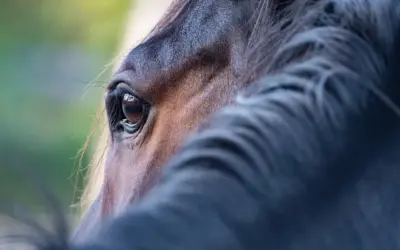 Hvor højt skal tv’et hænge i stuen i forhold til sofaen?