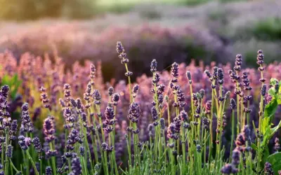Hvornår beskærer du lavendel i dansk klima? Hvornår beskærer du lavendel i dansk klima?