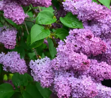 Hvornår beskærer man sommerfuglebusk?   Så får du flere blomster og sommerfugle i haven