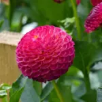 Hvornår forspirer man dahliaer i det danske forår?