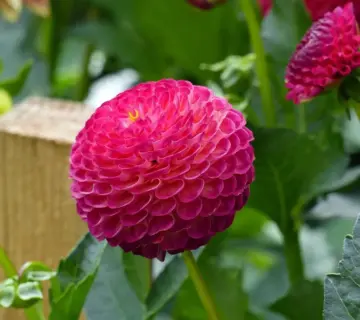 Hvornår forspirer man dahliaer i det danske forår?