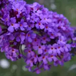 Hvornår klipper man sommerfuglebusk ned? Sådan sikrer du flest blomster og sommerfugle