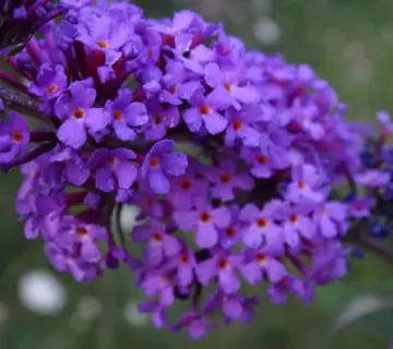 Hvornår klipper man sommerfuglebusk ned? Sådan sikrer du flest blomster og sommerfugle