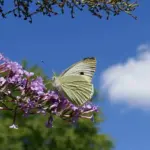Hvornår klipper man sommerfuglebusk? Sådan får du flere blomster og tiltrækker flere sommerfugle