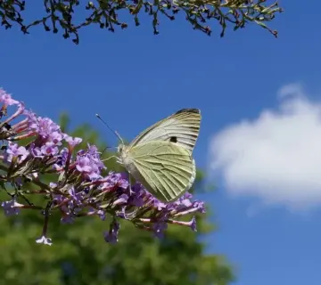 Hvornår klipper man sommerfuglebusk? Sådan får du flere blomster og tiltrækker flere sommerfugle