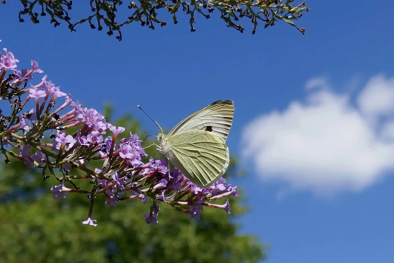 Hvornår klipper man sommerfuglebusk? Sådan får du flere blomster og tiltrækker flere sommerfugle