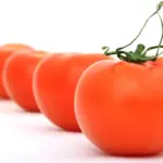 Hvornår plantes tomater i drivhus? Så får du de største og sødeste tomater