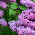 Hvornår skal man beskære sommerfuglebusk? Sådan beskærer du rigtigt for flere blomster og sommerfugle