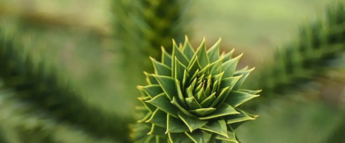 Jævn: Tips til dit krydsord