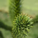 Jævn: Tips til dit krydsord