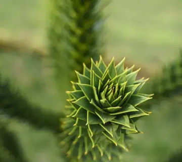 Jævn: Tips til dit krydsord