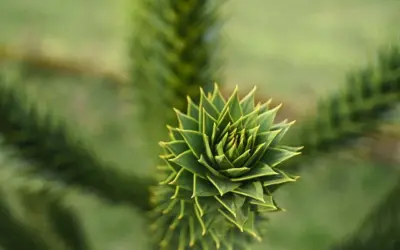 Jævn: Tips til dit krydsord