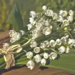 May Lifschitz kæreste: Om kærligheden, forlovelsen og vejen til bryllup