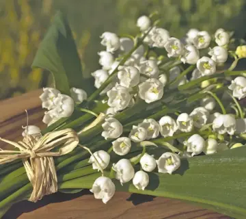 May Lifschitz kæreste: Om kærligheden, forlovelsen og vejen til bryllup
