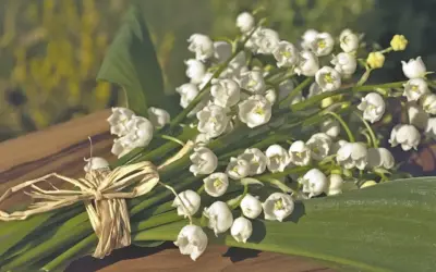 May Lifschitz kæreste: Om kærligheden, forlovelsen og vejen til bryllup