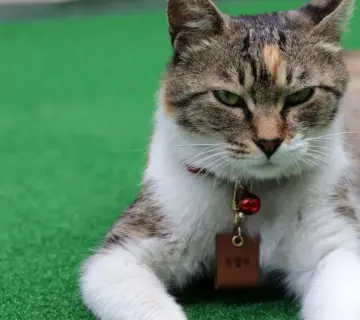 Navne med H: Navne der hitter hos nye forældre