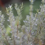 Overvintring af rosmarin udendørs i mildt kystklima