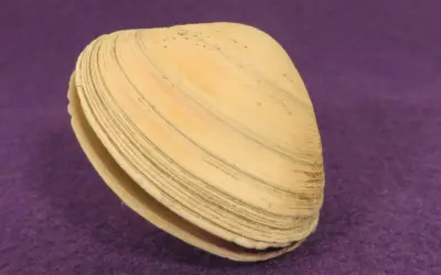 Sådan justerer du Blum-hængsler på køkkenlåger