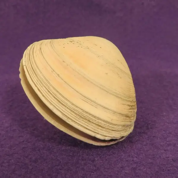 Sådan justerer du Blum hængsler på køkkenlåger