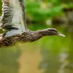 Se løsning til Udlænding i Krydsord