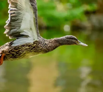 Se løsning til Udlænding i Krydsord