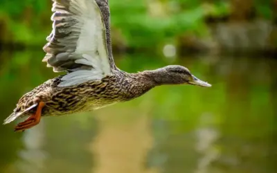Se løsning til Udlænding i Krydsord Se løsning til Udlænding i Krydsord
