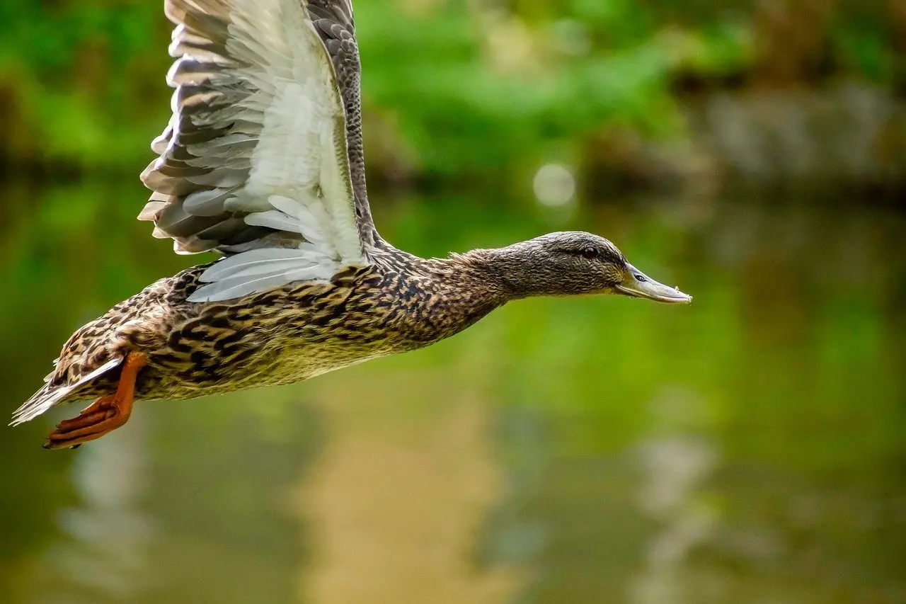 Se løsning til Udlænding i Krydsord