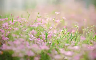 Trin for trin: anlæg et kapillærkassebed i drivhuset