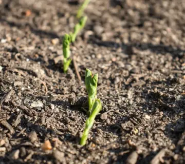 Trin for trin: Byg et højbed i tung lerjord