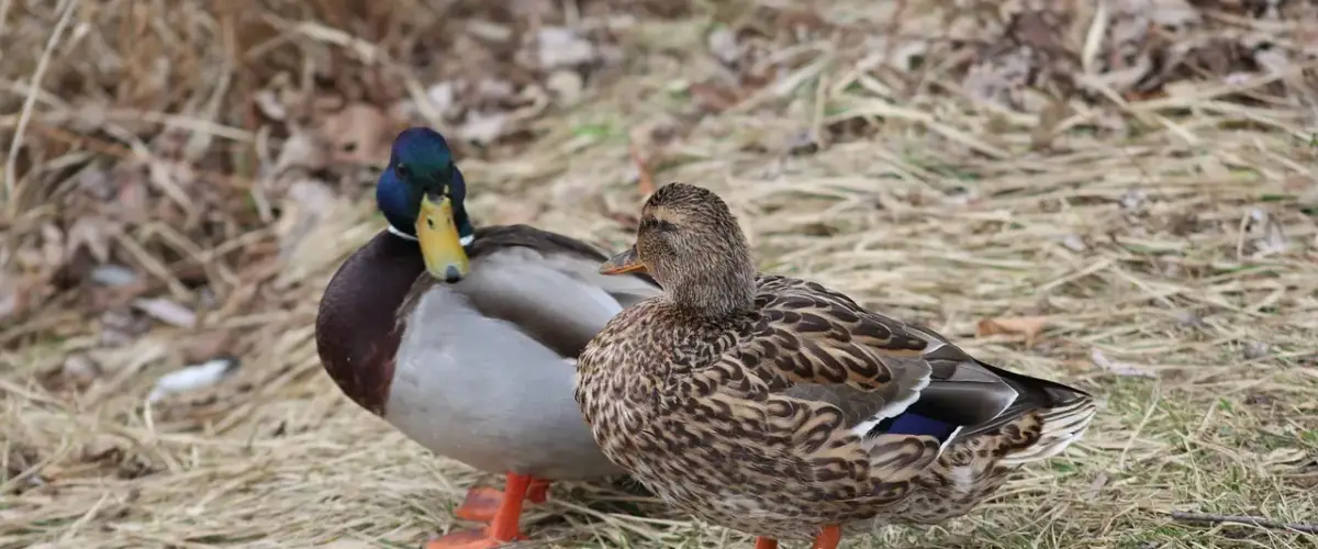 Udtryk Musikinstrumenter Krydsord Svar