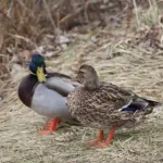 Udtryk Musikinstrumenter Krydsord Svar