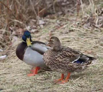Udtryk Musikinstrumenter Krydsord Svar