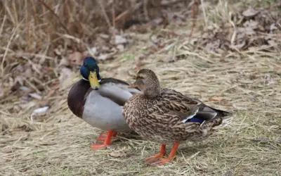 Udtryk Musikinstrumenter Krydsord Svar Udtryk Musikinstrumenter Krydsord Svar