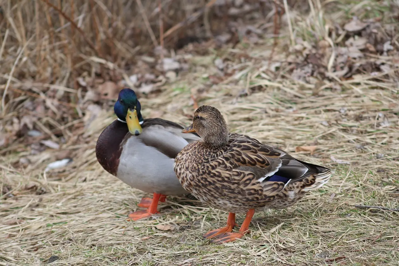 Udtryk Musikinstrumenter Krydsord Svar